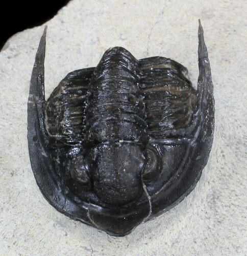 Diademaproetus Trilobite - Foum Zguid, Morocco #37497